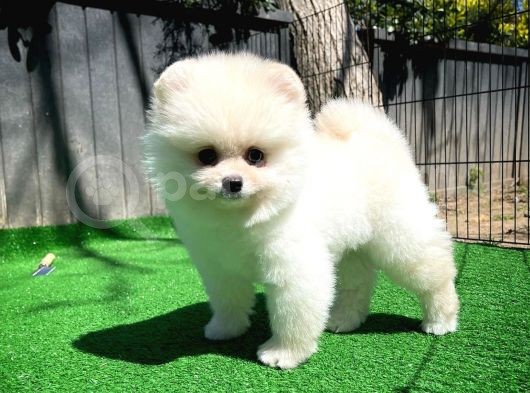 Ödül Adayı Safkan Boo Pomeranian Oğlumuz Bonjo görsel