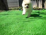 Ödül Adayı Safkan Boo Pomeranian Oğlumuz Bonjo