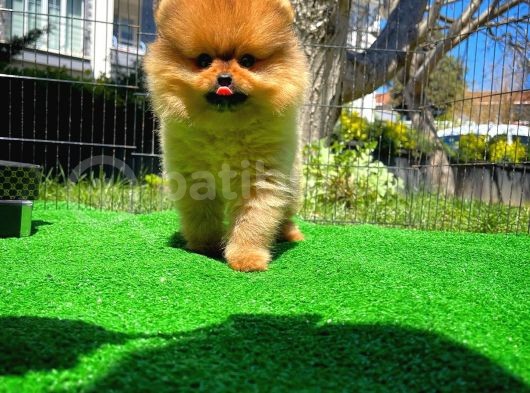 Yarışma Duzeyinde Safkan Boo Pomeranian Oğlumuz Eddy görsel
