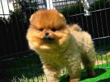 Yarışma Duzeyinde Safkan Boo Pomeranian Oğlumuz Eddy