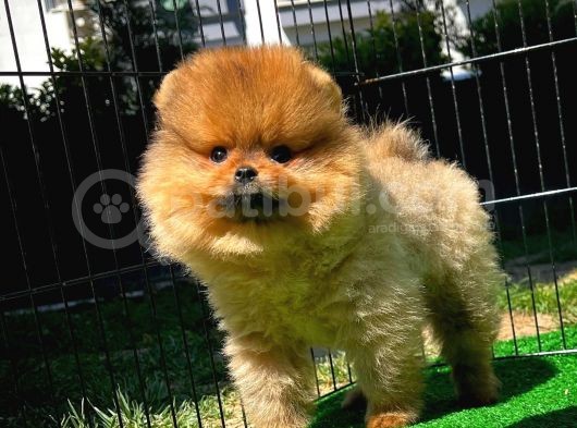 Yarışma Duzeyinde Safkan Boo Pomeranian Oğlumuz Eddy görsel
