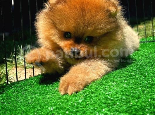 Yarışma Duzeyinde Safkan Boo Pomeranian Oğlumuz Eddy görsel