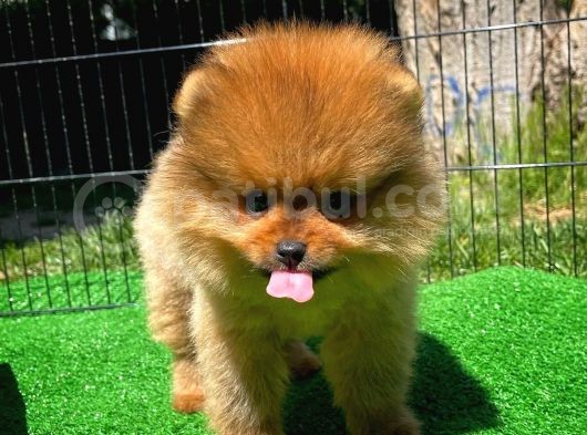 Yarışma Duzeyinde Safkan Boo Pomeranian Oğlumuz Eddy görsel