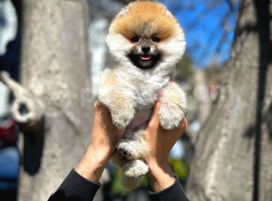 Soykan Boo Pomerani̇an Oğlumuz Papa görsel