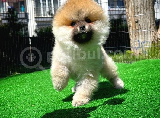 Soykan Boo Pomerani̇an Oğlumuz Papa görsel