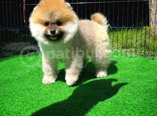 Soykan Boo Pomerani̇an Oğlumuz Papa görsel