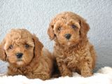 Red Poodle Yavrularımız  
