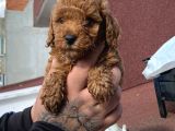 2 Aylık Red Brown Toy Poodle