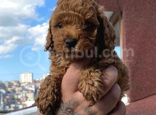 2 Aylık Red Brown Toy Poodle görsel