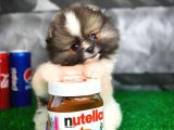 Tüy Dökülmesi Az Olan Pomeranian Yavrularımız