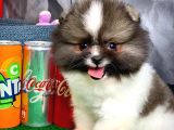 Tüy Dökülmesi Az Olan Pomeranian Yavrularımız