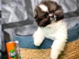 Tüy Dökülmesi Az Olan Pomeranian Yavrularımız