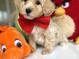 Di̇zayn Irk Tüt Dökmez Koku Yapmaz Malti̇poo Bebekler