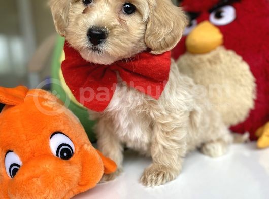 Di̇zayn Irk Tüt Dökmez Koku Yapmaz Malti̇poo Bebekler görsel