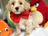 Di̇zayn Irk Tüt Dökmez Koku Yapmaz Malti̇poo Bebekler