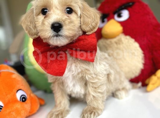Di̇zayn Irk Tüt Dökmez Koku Yapmaz Malti̇poo Bebekler görsel