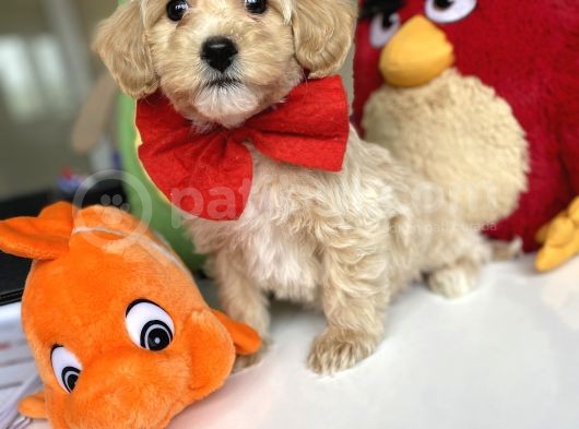 Di̇zayn Irk Tüt Dökmez Koku Yapmaz Malti̇poo Bebekler