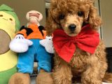 Red Brown Mi̇cro Chi̇pli̇ Pasaportlu Toy Poodle Oğlumuz