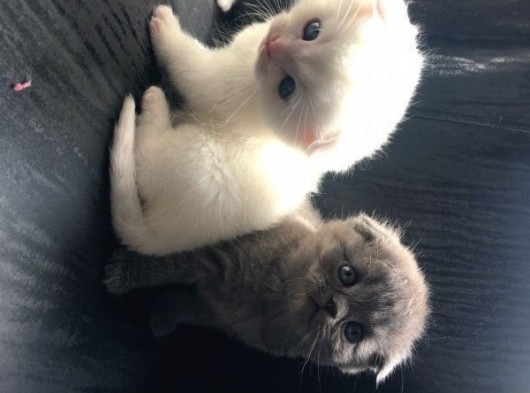 Scottish Fold Satılık Kedilerimiz görsel
