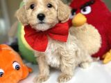 Di̇zayn Irk Tüt Dökmez Koku Yapmaz Malti̇poo Bebekler