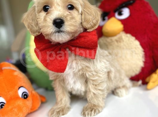 Di̇zayn Irk Tüt Dökmez Koku Yapmaz Malti̇poo Bebekler görsel