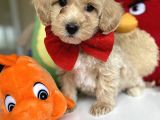 Di̇zayn Irk Tüt Dökmez Koku Yapmaz Malti̇poo Bebekler