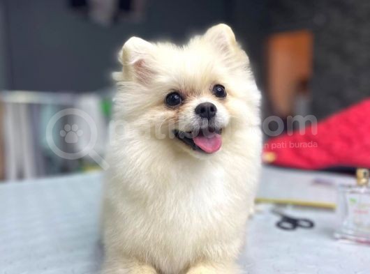 Beyaz 8 Aylik Pomeranian görsel