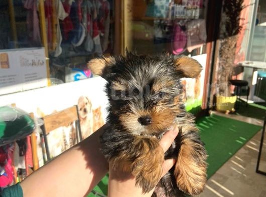 Teacup Yorkshire Terrier görsel
