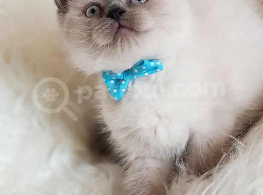 Veteriner Teknikerinden Irk Ve Sağlık Garantili British Shorthair Yavrumuz görsel