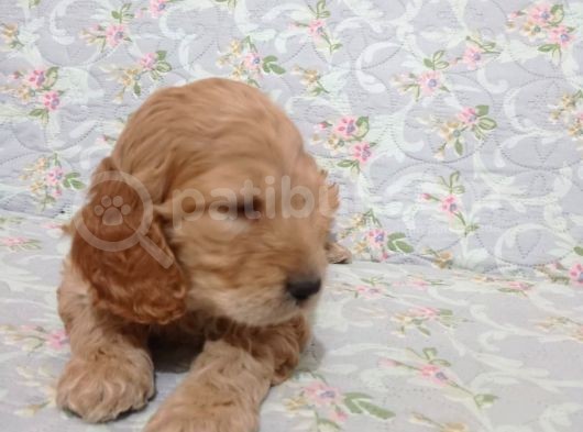 Cockapoo Irkı Uysal Yavrularımız, Veteriner Kontrolünde Teslim Edebiliriz. görsel