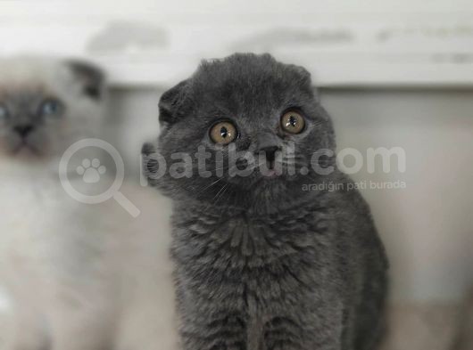 Scotti̇sh Fold Ve Bri̇ti̇sh Shorthai̇r Bebekler görsel
