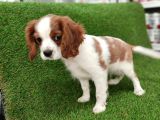 Cavalier King Charles Bebekler
