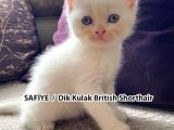 Yumuşacık Tüylü Süt Beyaz British Ve Scottish Minnoşlar