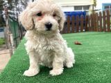 Orji̇nal Malti̇poo Yavrular