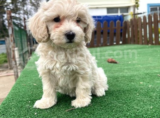 Orji̇nal Malti̇poo Yavrular görsel