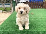 Orji̇nal Malti̇poo Yavrular
