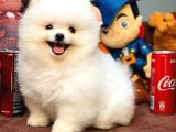 Sevimli Ve Sempatik Pomeranian Boo Kızımız Molly