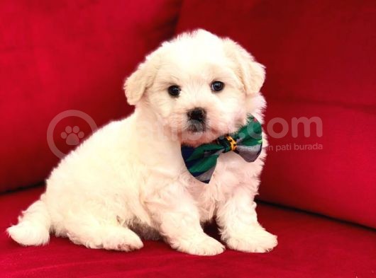 Prenses Kızımız Maltese Terrier görsel