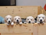 Golden Retriever Yavruları
