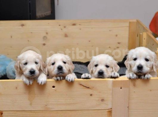 Golden Retriever Yavruları