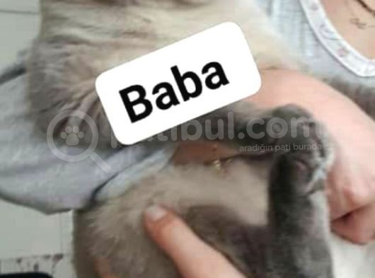 Scottish Fold & Scottis Straight & British Shorthair Yavrularımız Sizi Bekliyor görsel