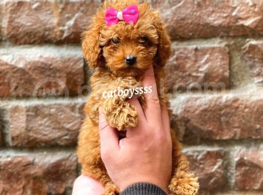 Red Brown Dişi Toy Poodle Yavrumuz