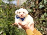 Sevi̇mli̇ Malti̇poo