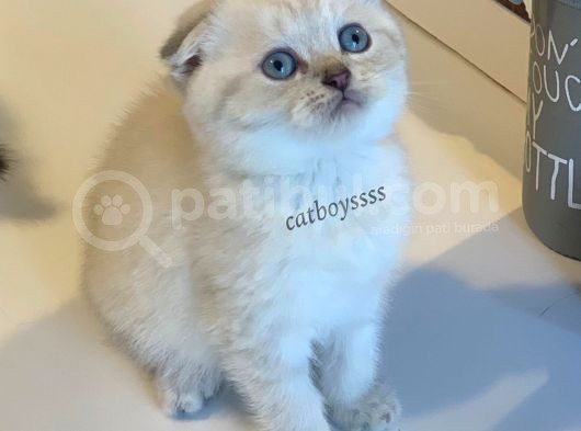 Lynx Point Scottish Fold Erkek Yavrular