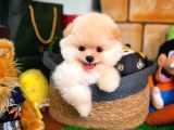 Irk Ve Sağlık Garantili Pomeranian Boo Yavrularımız