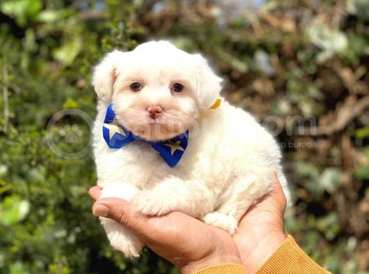 Sevi̇mli̇ Malti̇poo görsel