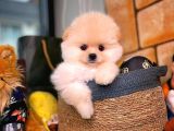 Irk Ve Sağlık Garantili Pomeranian Boo Yavrularımız