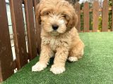 Orjinal Maltipoo Bebeklerimiz Anne Baba Orjinal