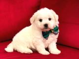Prenses Kızımız Maltese Terrier