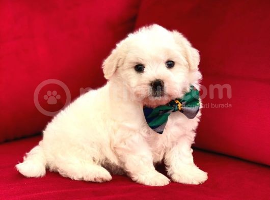 Prenses Kızımız Maltese Terrier